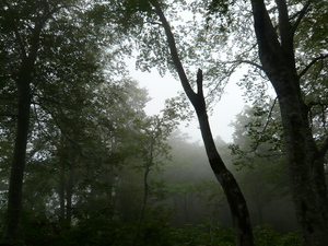 P1000019_1.JPGのサムネール画像のサムネール画像